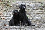 LABRADOR 724